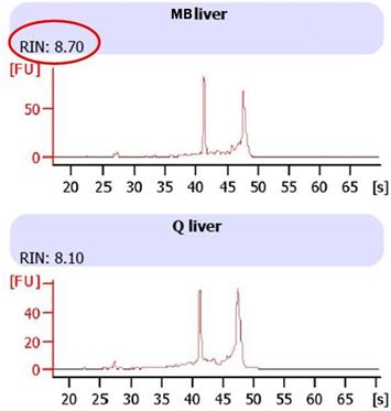 http www anbiosci com mbweibo high 20quality 20rna 20in 20 20accurate 20results 20out 20 how 20to 20qc 20your 20rna htm